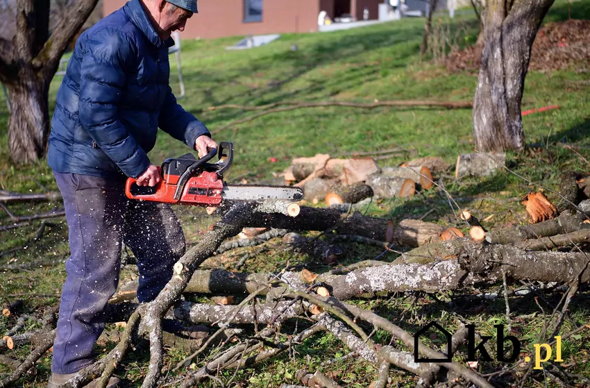 Samowolna wycinka skutkuje karą administracyjną Mężczyzna ścina drzewo