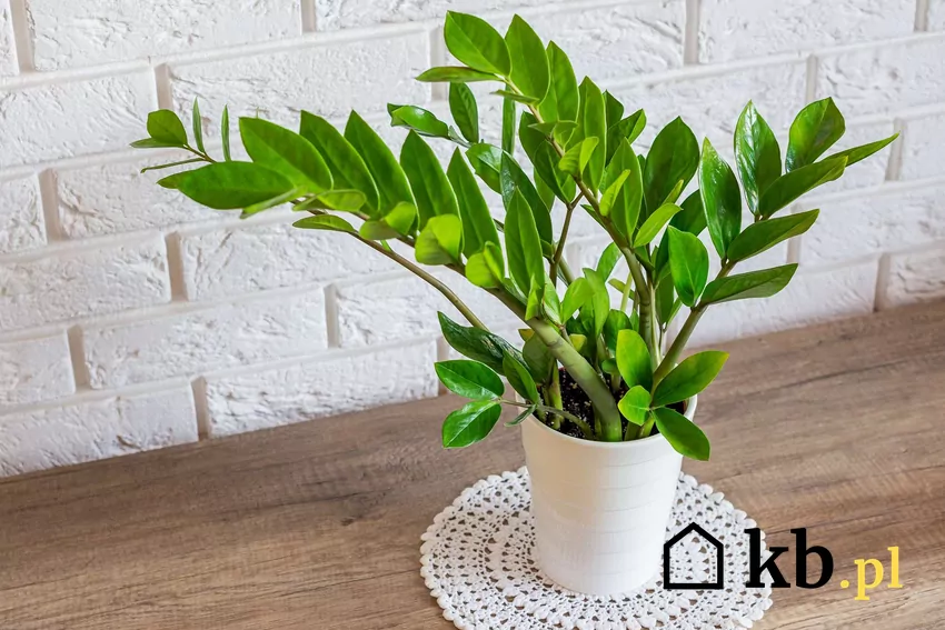 Zamiokulkas rosnąca w doniczce