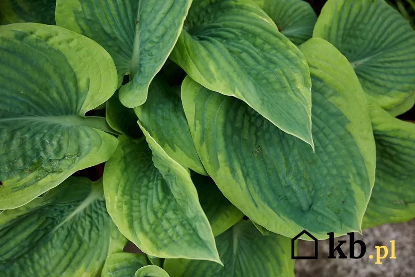 Jesienne sadzenie zapewnia hostom silne ukorzenienie i bujny wzrost w kolejnym sezonie Hosta o zielonych liściach