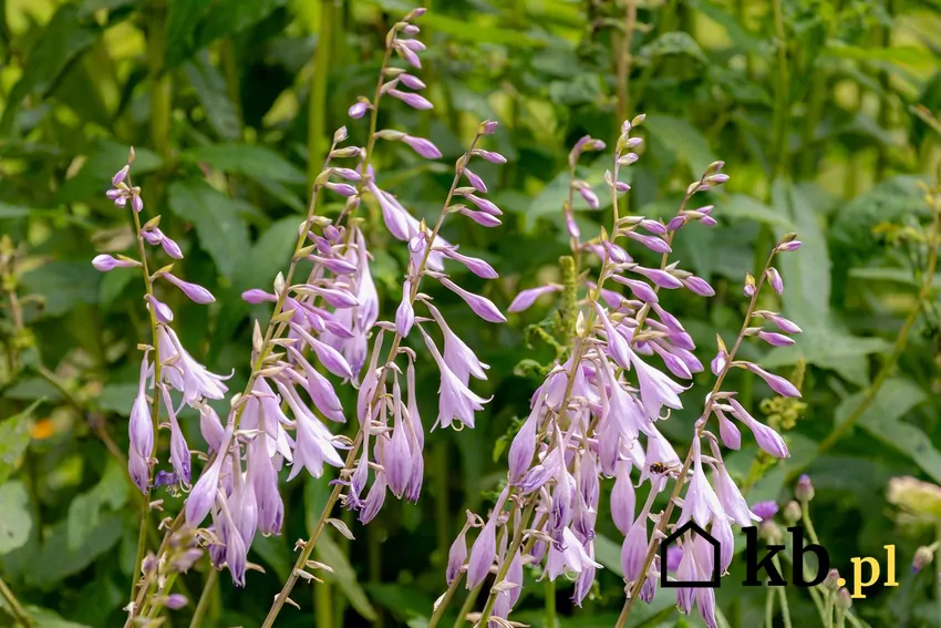 Funkia Siebolda to roślina, która zdobi ogród od wiosny do jesieni Kwiaty funkii sieboldy w ogrodzie