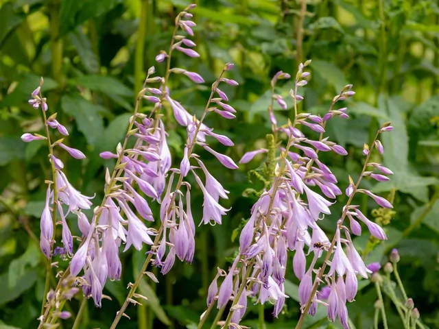 Funkia Siebolda do sadzenia w ogrodzie