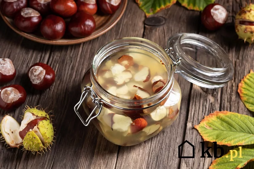Nalewka z kasztanów Kasztany w spirytusie w słoiku oraz nalewka z kasztanów i najlepsze przepisy na trunek
