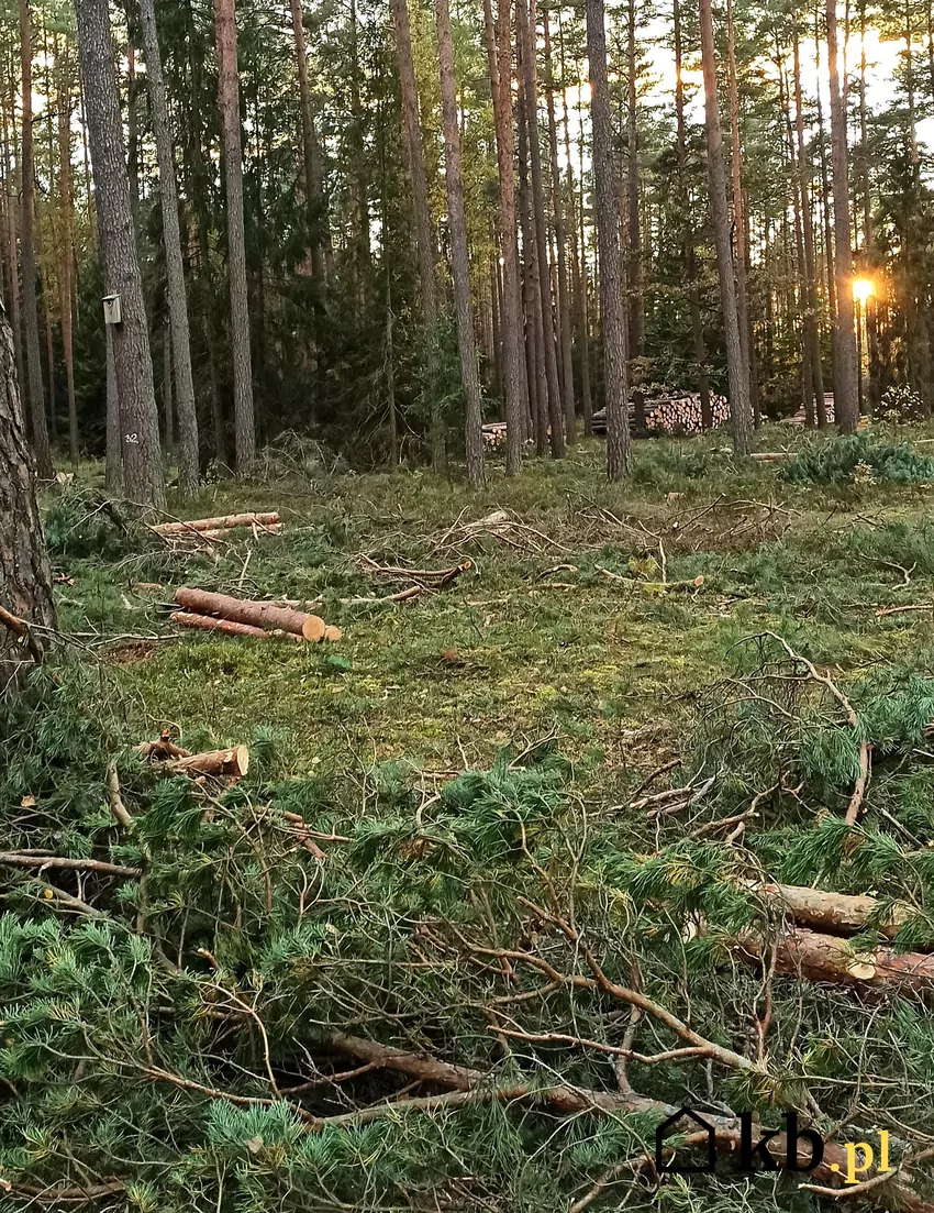 Opał pozyskany samowyrobem pochodzi z pozostałości trzebieżowych Po wyrobieniu sortymentów użytkowych na powierzchni pozostają niewymiarowe resztki