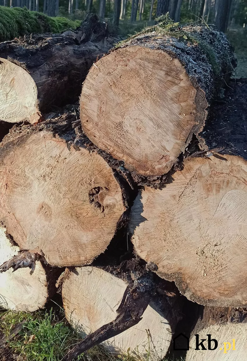 Drewno nienadające się na sortymenty użytkowe jest przeznaczane na opał Drewno opałowe wykazuje wady niedopuszczalne dla drewna użytkowego