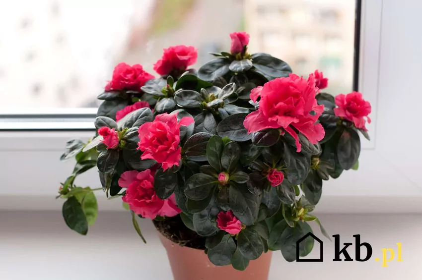 Azalia doniczkowa na parapecie