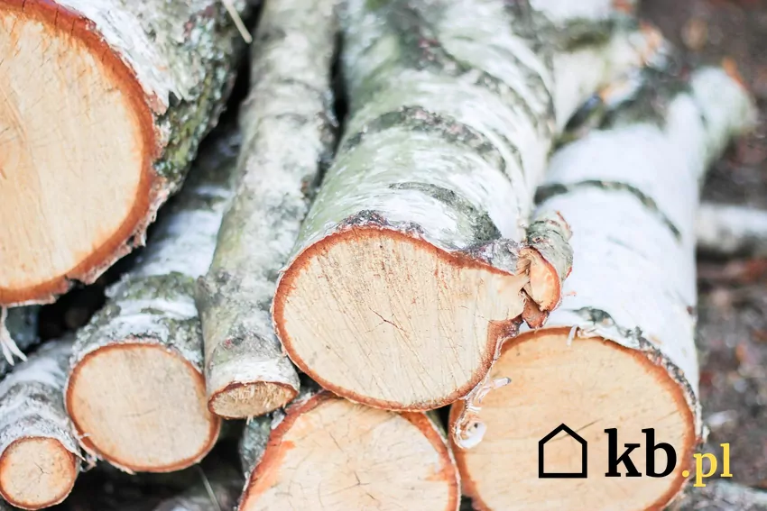 Brzoza jest popularnym rodzajem drewna kominkowego o wysokiej wartości opałowej Kora brzozowa może być wykorzystywana do rozpalania ognia w kominku