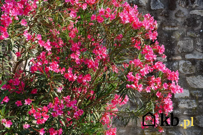 Oleander o ciemnoróżowych kwiatach