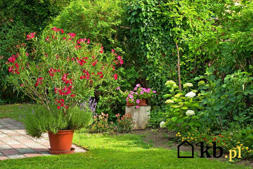 Oleander w doniczce w ogrodzie