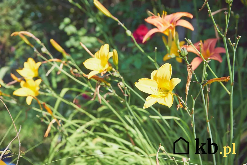 Lilie potrzebują specjalnej pielęgnacji, by obficie kwitnąć Żółe lilie w ogrodzie