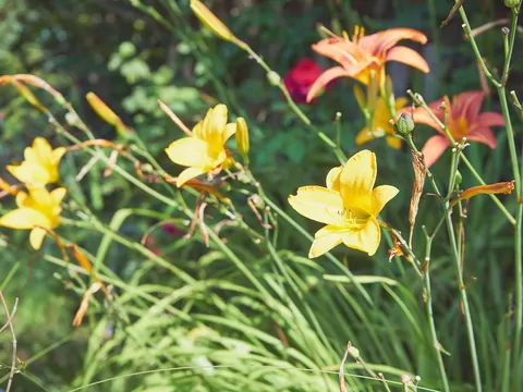 Zabiegi jesienne dla lilii