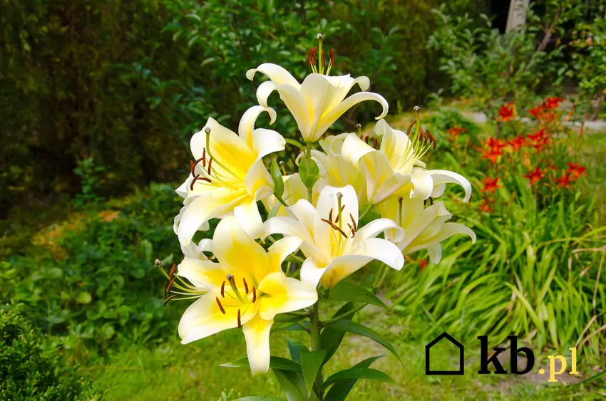 Lilie na jesień trzeba zabezpieczyć przed chłodem Lilie w ogrodzie