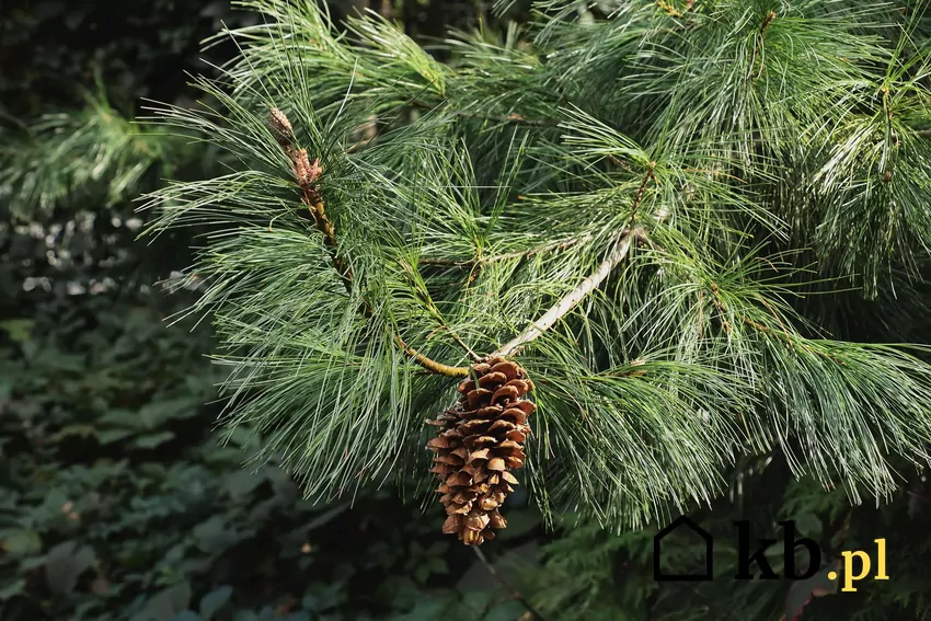 Sosna himalajska nie ma wielkich wymagań co do pielęgnacji i uprawy Sosna himalajska