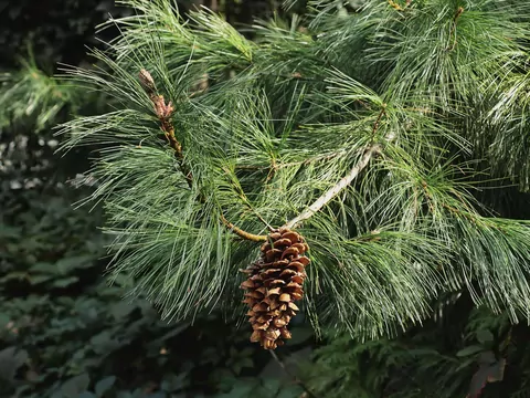 Sosna himalajska pachnie jak najpiękniejsze perfumy