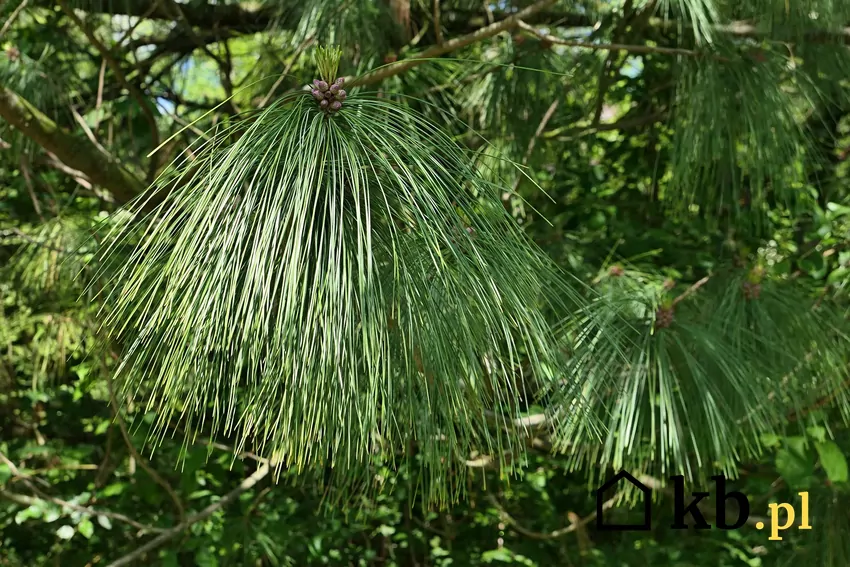 Długie igły sosny himalajskiej