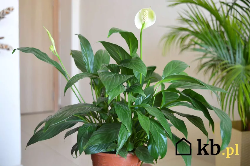 Brak kwitnienia skrzydłokwiatów najczęściej jest związany z nieodpowiednimi warunkami Skrzydłokwiat w doniczce