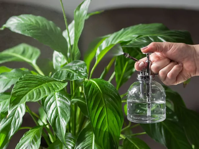 Skrzydłokwiat w doniczce marnieje