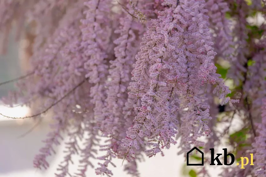 Wystarczy jedno cięcie wiosną by tamaryszek obficie kwitł i zachwycał przez wiele lat Różowe kwiaty tamaryszku