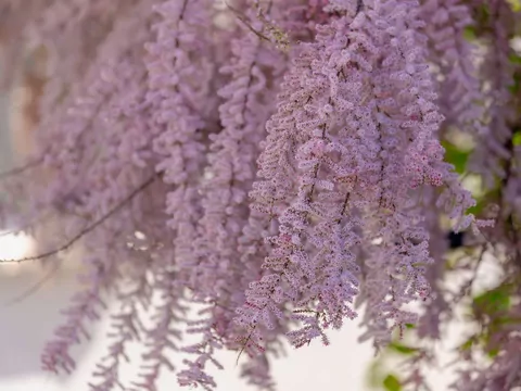 Tamaryszek w ogrodzie