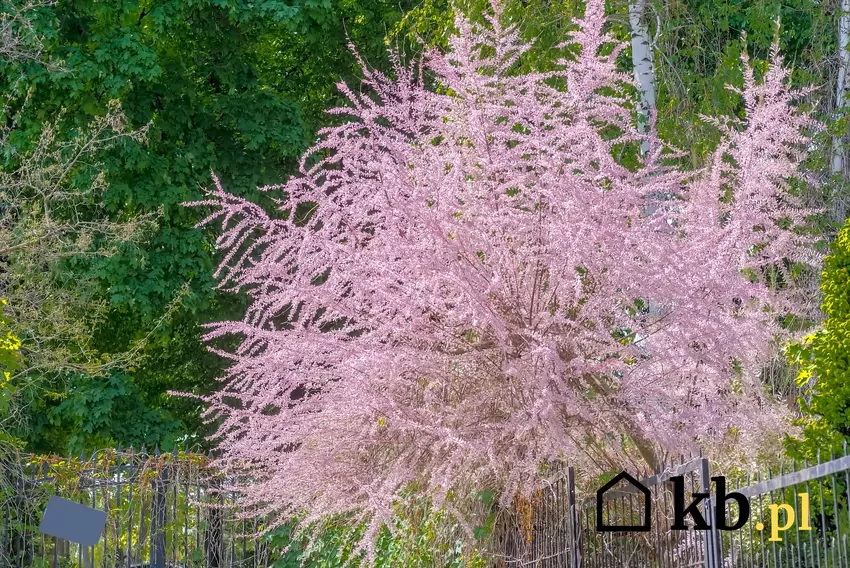 Tamaryszek to krzew idealny na suche i słoneczne stanowiska w ogrodzie Krzew tamaryszku w ogrodzie