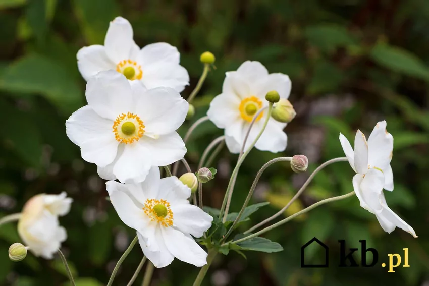 Biały zawilec chiński
