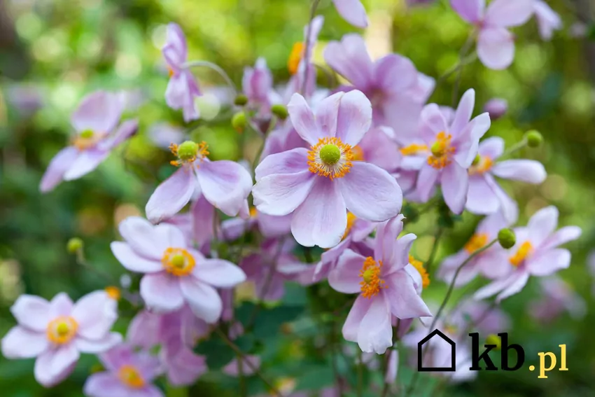 Różowe kwiaty zawilca chińskiego