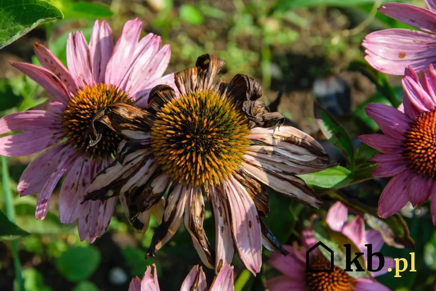 Sztuczna inteligencja sprawdziła, jak długotrwałe susze wpłyną na nasze ogrody więdnące kwiaty ogrodowe