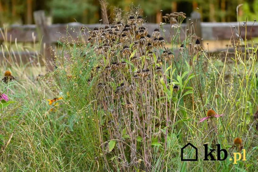 Zdaniem AI już kilka lat uprawa ogrodu będzie zdecydowanie trudniejsza obeschnięte, dzikie kwiaty
