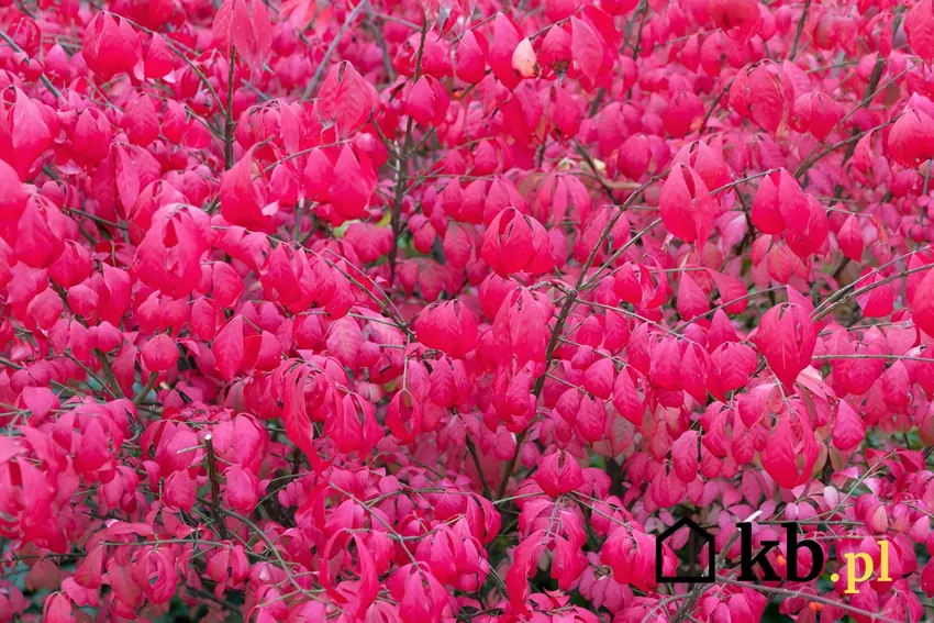 Trzmielina oskrzydlona rośnie powoli, ale na bardzo kolorowy żywopłot warto poczekać