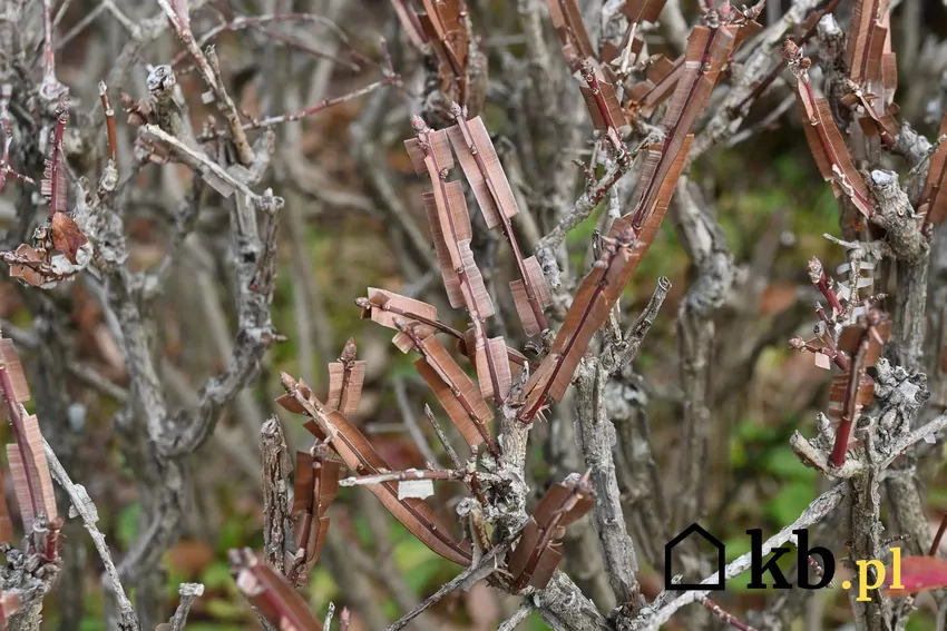 Pewną wadą żywopłotu z trzmieliny oskrzydlonej jest zrzucanie pięknie przebarwionych liści