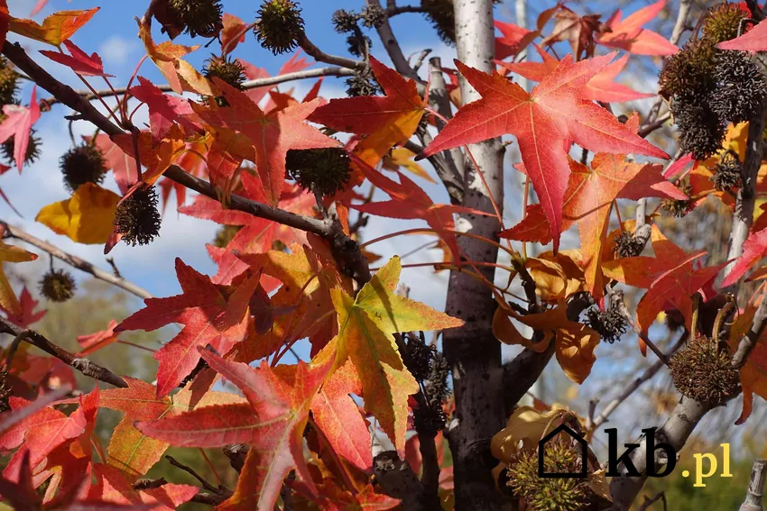 Liście ambrowca amerykańskiego