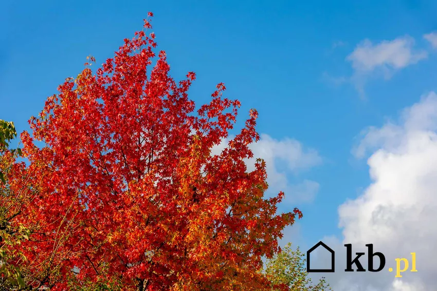 Drzewo ambrowca o pomarańczowych kwiatach