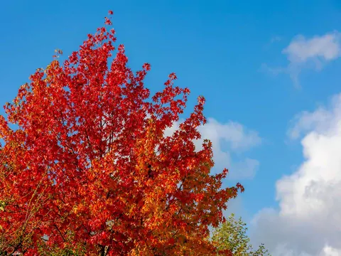 Najpiękniejsze drzewo jesieni ambrowiec
