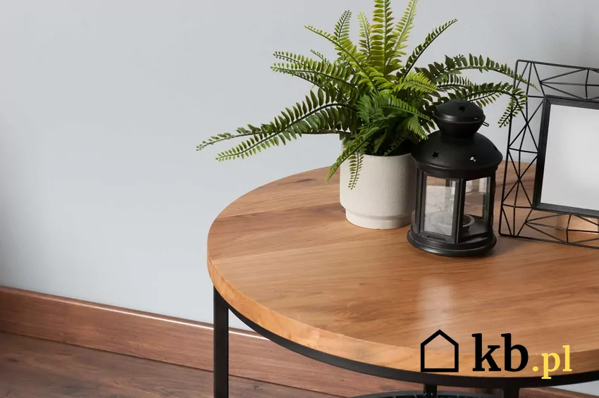 Paprocie muszą mieć odpowiedni poziom wilgoci i nawożenia, by ładnie się rozwijać Paproć w mieszkaniu