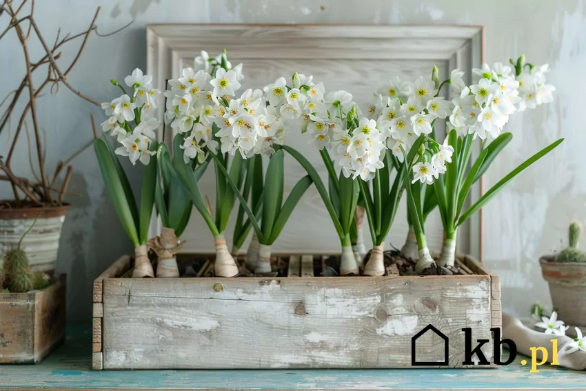 Narcyz 'Paperwhite Ziva'