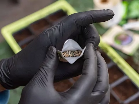 Sprzedaż nasion kwiatów jest zakazana