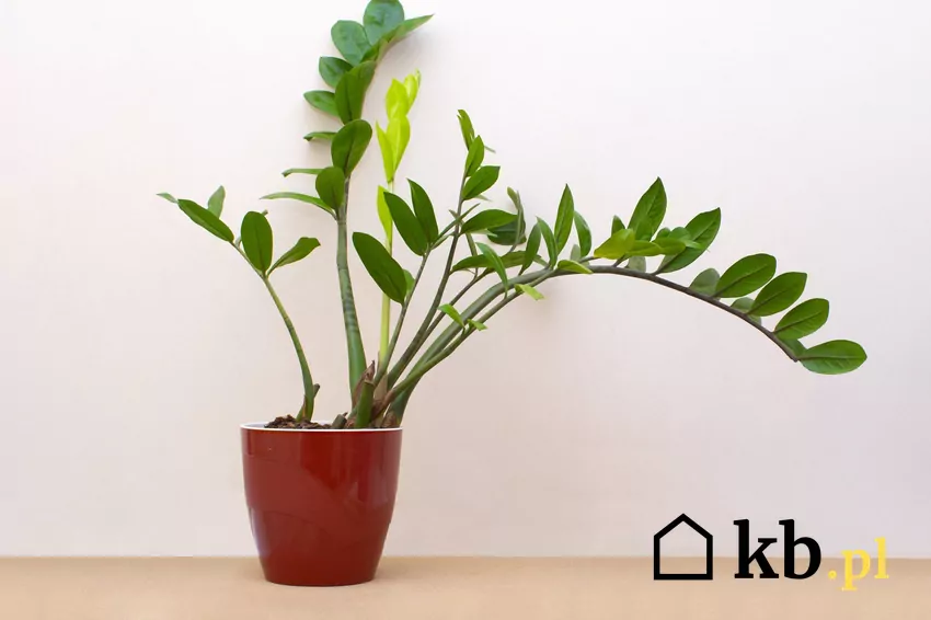 Zamiokulkas w donniczce