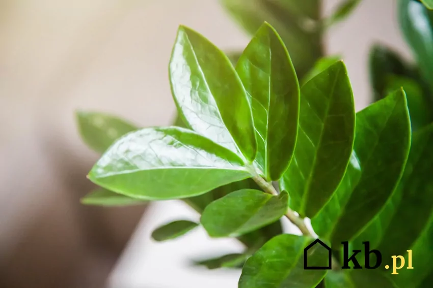 Liście zamiokulkasa