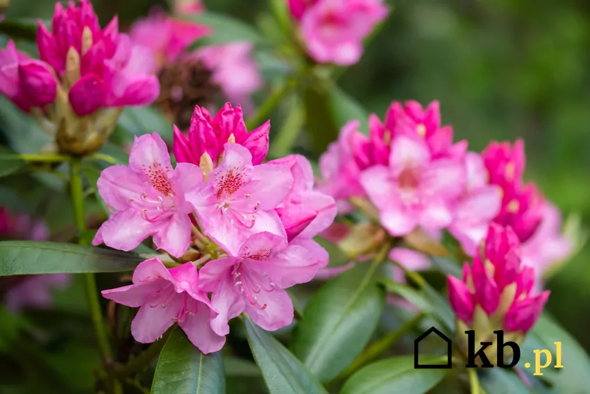 Fusy z kawy stanowią dobry nawóz dla roślin kwasolubnych Różaneczniki lubią kwaśny odczyn gleby, który pomagają utrzymać fusy z kawy