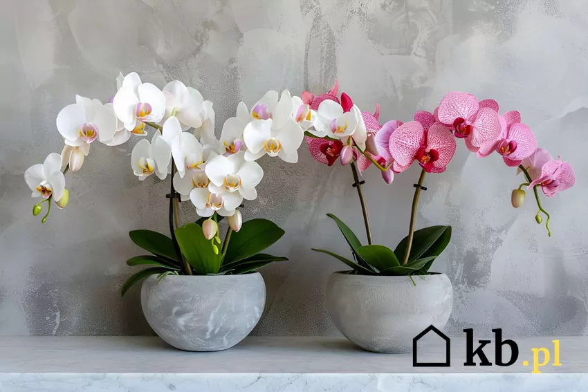 Storczyki w doniczkach