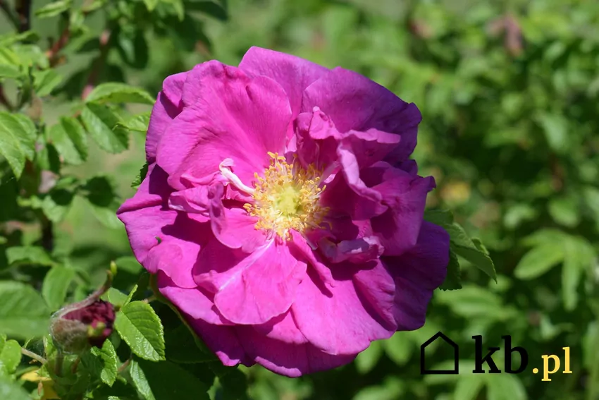 Jeden kwiat róży pomarszczonej