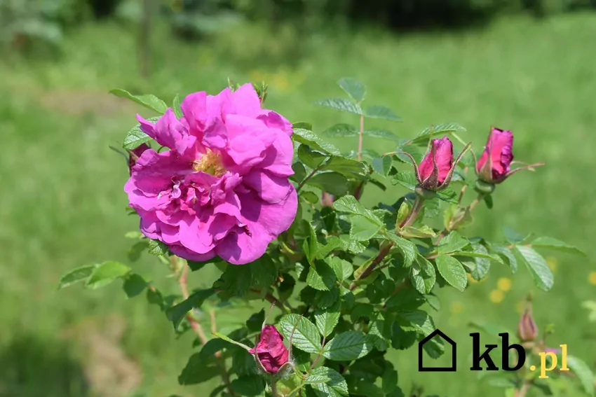 Róża pomarszczona w ogrodzie