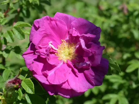 Róża pomarszczona w ogrodzie