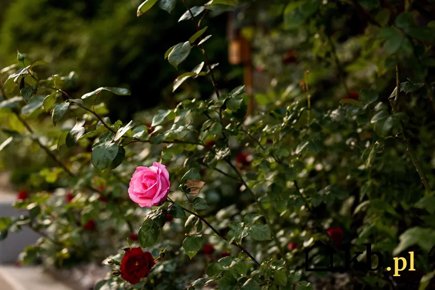 Krzew róży w ogrodzie