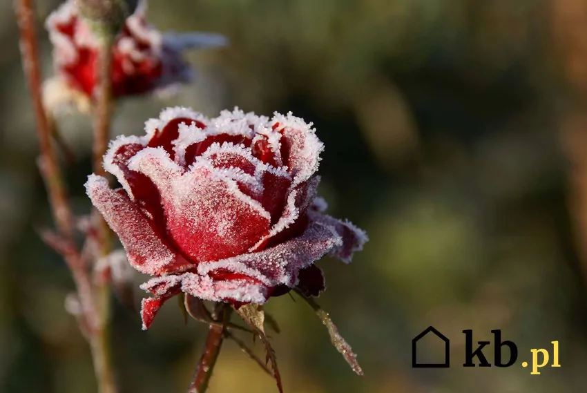 Zamarznięta róża w ogrodzie