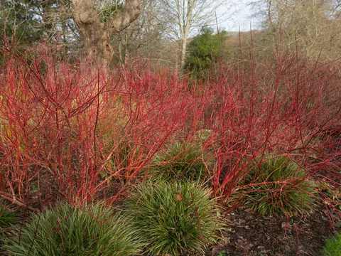 Dereń czerwony w ogrodzie