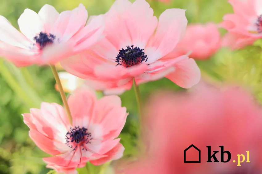 Zawilce są najciekawszymi elementami kolorystycznymi na rabacie Różowy zawilec wieńcowy