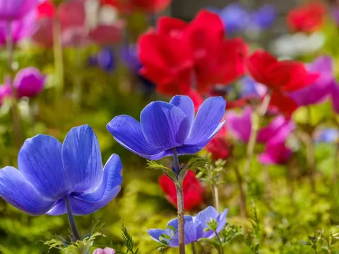 Zawilec, najbardziej kolorowa bylina do ogrodu