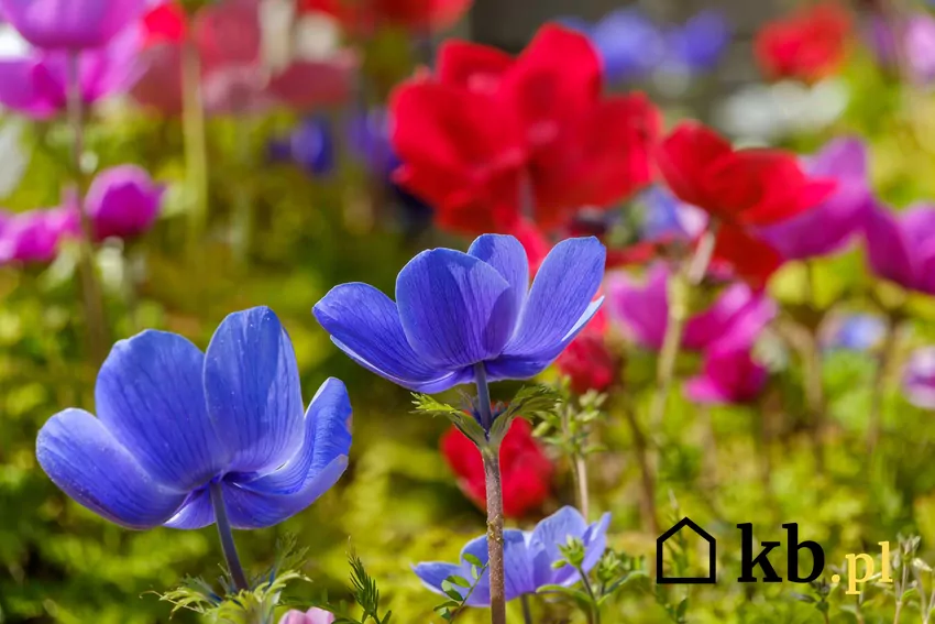 Kolorowe zawilce wieńcowe