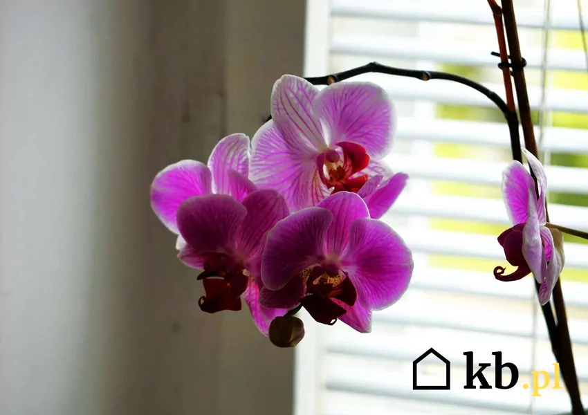 Fioletowy storczyk w doniczce