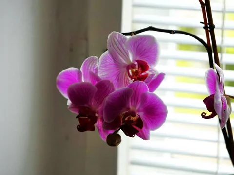 Nawóz z awokado do storczyków